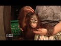 16x9 - Jungle Survivors: Saving Orangutans in Borneo